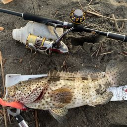 チャイロマルハタ