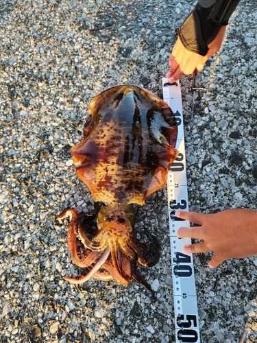 ミズイカの釣果