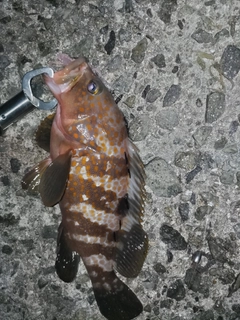 キジハタの釣果