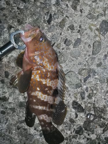 キジハタの釣果