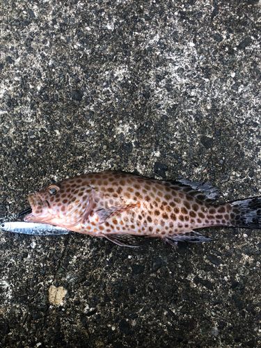 オオモンハタの釣果