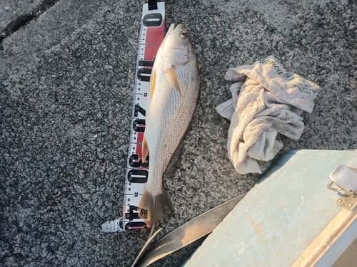 シログチの釣果