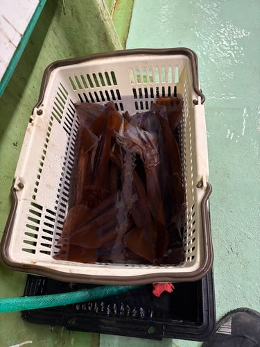 ヤリイカの釣果