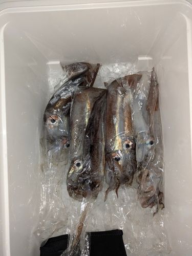 スルメイカの釣果