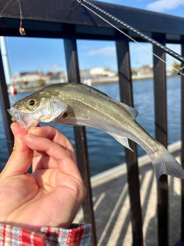 スズキの釣果