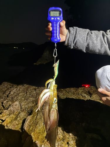 アオリイカの釣果