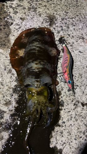 鴨池海づり公園