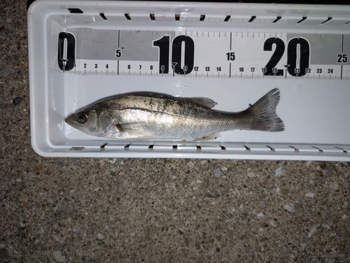 セイゴ（マルスズキ）の釣果