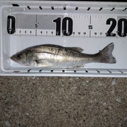 セイゴ（マルスズキ）