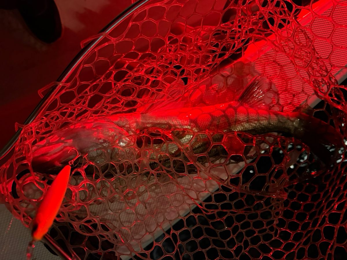 PonPon(ビギナー)さんの釣果 2枚目の画像