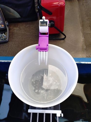 ワカサギの釣果