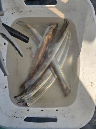 タチウオの釣果