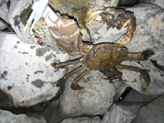 モクズガニの釣果