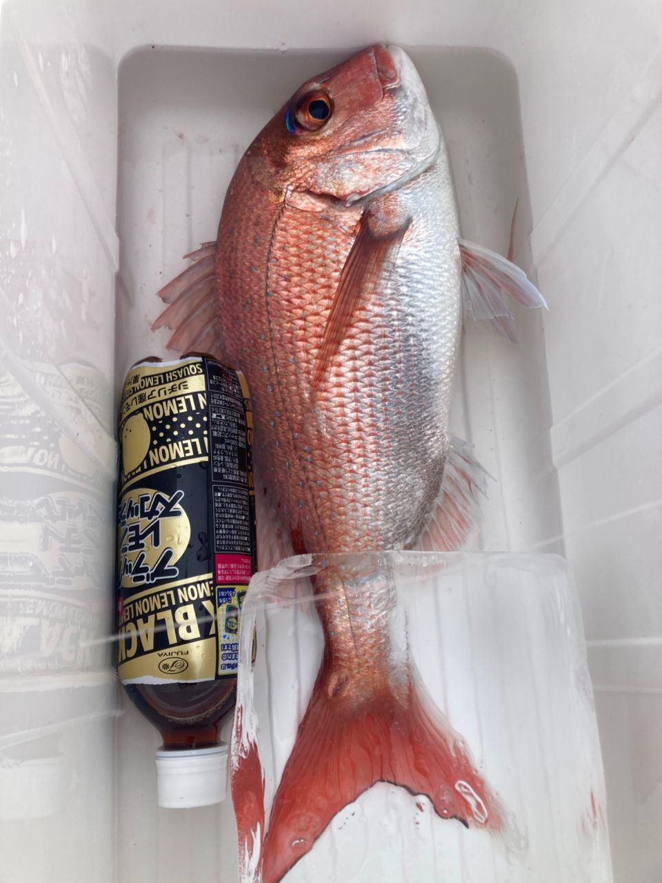 ライト君の晩御飯さんの釣果 1枚目の画像