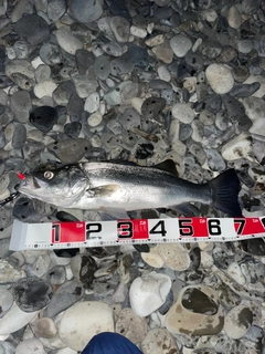 ヒラスズキの釣果