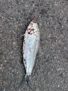 コノシロの釣果