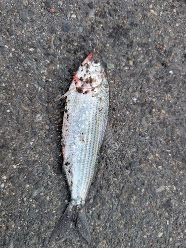 コノシロの釣果