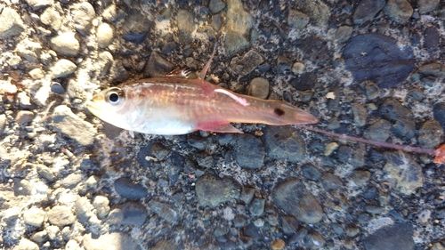 ネンブツダイの釣果