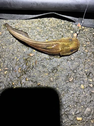 ゴンズイの釣果