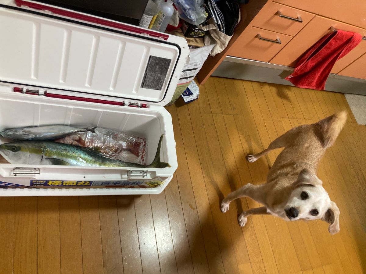 ライト君の晩御飯さんの釣果 1枚目の画像