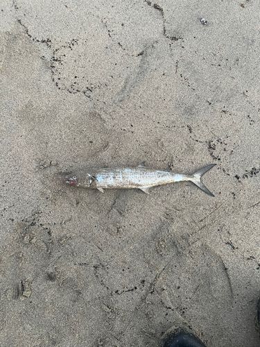 サゴシの釣果