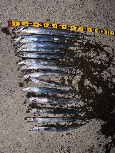 タチウオの釣果