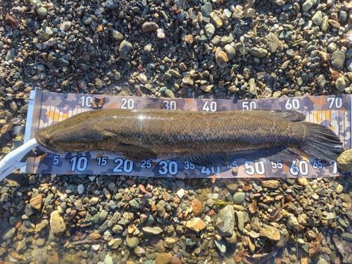 ライギョの釣果