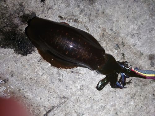 アオリイカの釣果