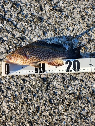 オオモンハタの釣果