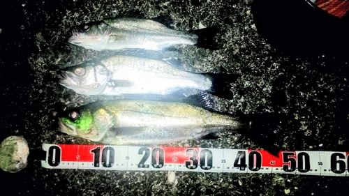 セイゴ（ヒラスズキ）の釣果