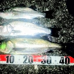 セイゴ（ヒラスズキ）