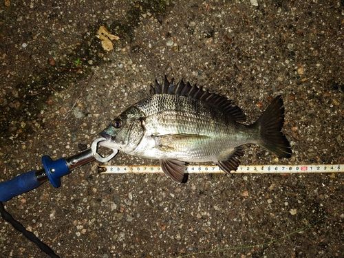 クロダイの釣果