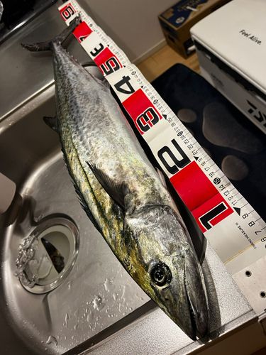 サワラの釣果