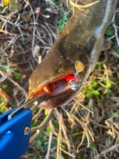ナマズの釣果