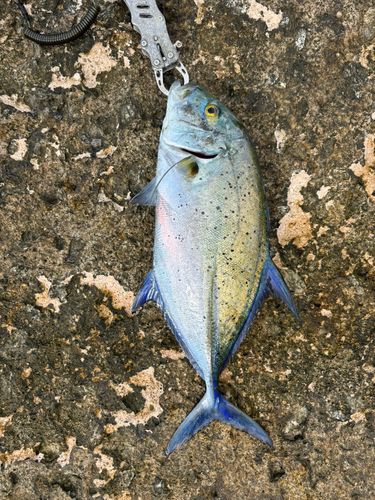 カスミアジの釣果