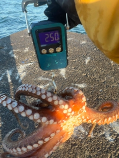 タコの釣果