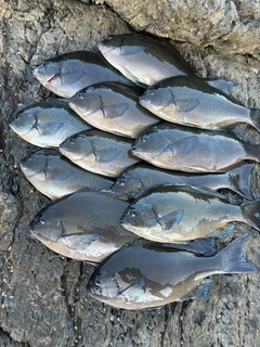 オナガグレの釣果