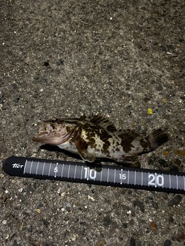 タケノコメバルの釣果