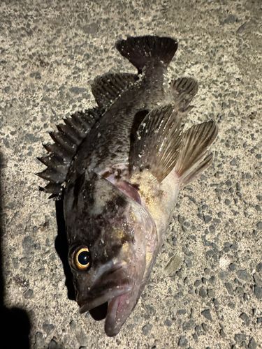 クロソイの釣果