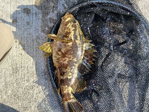 ベッコウゾイの釣果