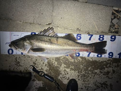 シーバスの釣果