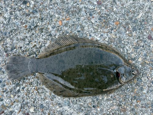 カレイの釣果