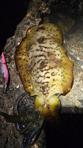 アオリイカの釣果