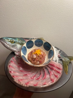 ハマチの釣果