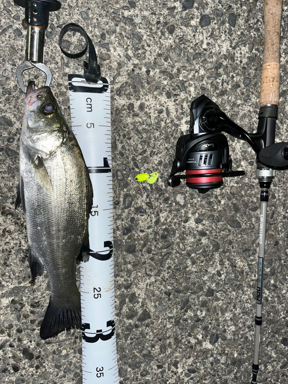 セイゴ（マルスズキ）