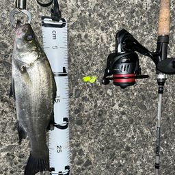 セイゴ（マルスズキ）