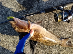 アイナメの釣果