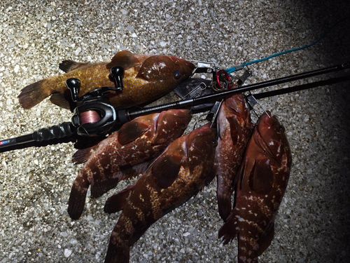 キジハタの釣果