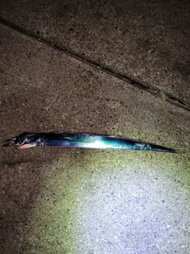 タチウオの釣果