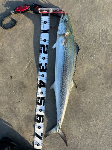 サワラの釣果